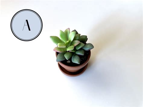 Mini Succulents in Pots Live Plants Wedding Favors Tiny - Etsy