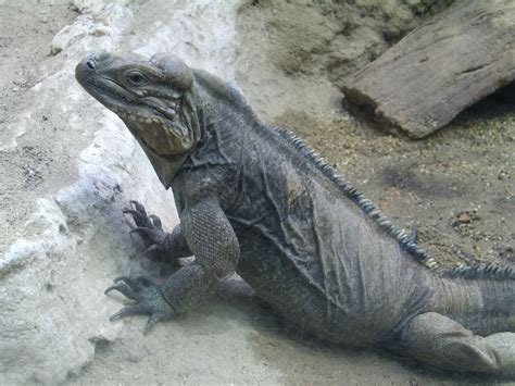 Rhinoceros iguana by stalkerat on DeviantArt