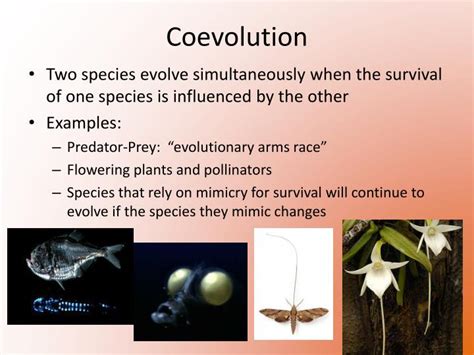 PPT - Patterns of Evolution PowerPoint Presentation - ID:2655787