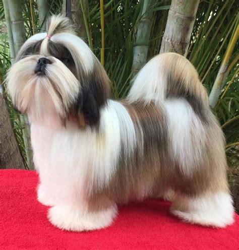 More About Cute Shih Tzu Temperament #shihtzuswag #shitzupoodlemix #shihtzuteddybearcut | Shih ...