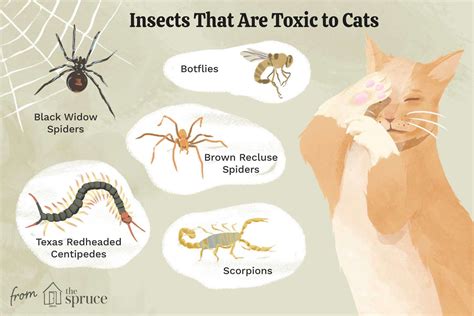 What Does a Spider Bite Look Like on a Cat? Understanding the Signs of Spider Bites on Your ...