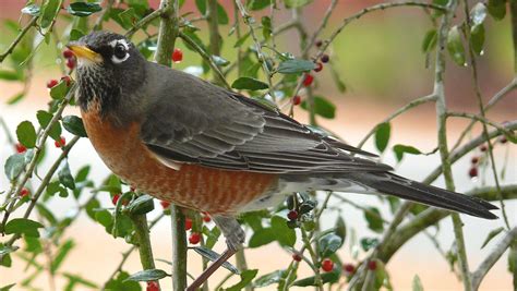 Birdlife: Winter robins seek fruit, food in soil, water