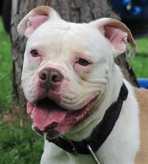 American Bulldog Rescue - 501C3 Not-for-Profit Dog Rescue Charity – CoCo