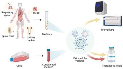 Biology | Free Full-Text | Extracellular Vesicles as Biomarkers and ...