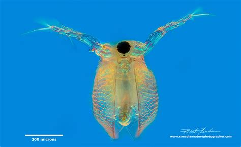 Photographing Water-fleas Daphnia - The Canadian Nature Photographer