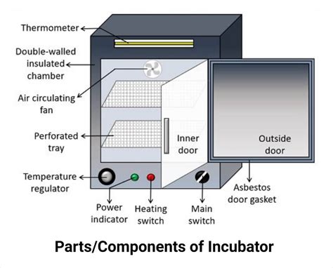 Laboratory Incubator: Principle, Procedure, Examples