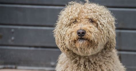 Discover 8 Magnificent Big Dogs With Curly Hair - AZ Animals