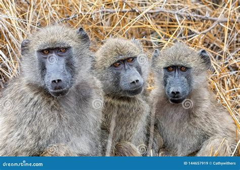 Chacma Baboons stock image. Image of gaze, mammals, savanna - 144657919