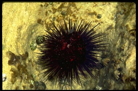 Spiny Sea Urchin - The Australian Museum