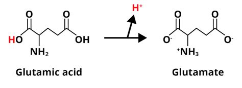 Glutamate Structure