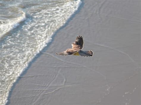 Kestrel Bird Of Prey - Free photo on Pixabay - Pixabay