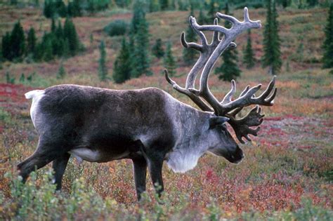 Caribou - Rangifer tarandus | Wildlife Journal Junior