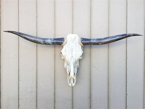 Texas Longhorn Skulls #257 – Texas Mounted Longhorns