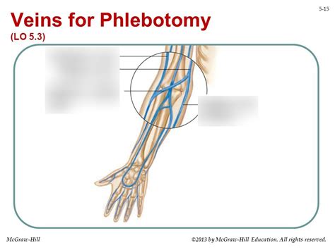 Diagram Of Veins In Arm For Phlebotomy