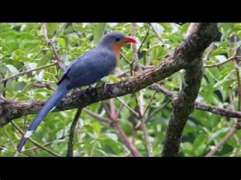 Brunei Animals : Brunei Birds Images 4 - YouTube