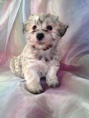 Female schnoodle Puppy for sale|Litter born October 23rd 2013