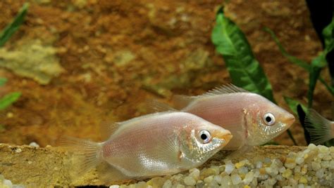 Kissing Gourami Best Care Guide 101: Look, Size, & More 2024