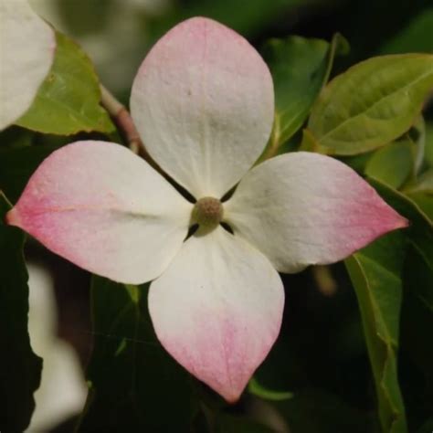 Cornus x 'Norman Haddon' (Flowering Dogwood)