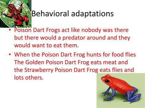 PPT - Poison Dart Frogs PowerPoint Presentation, free download - ID:2158929