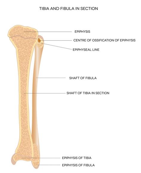 What Are the Common Causes of Fibula Pain? (with pictures)