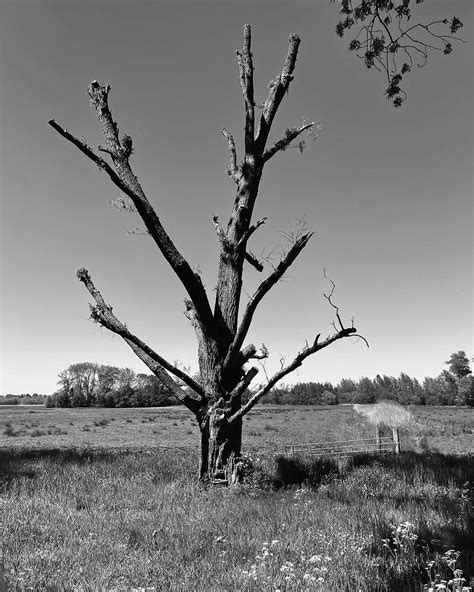 A dead tree in a field at the Amsterdamse Bos #amsterdam #… | Flickr