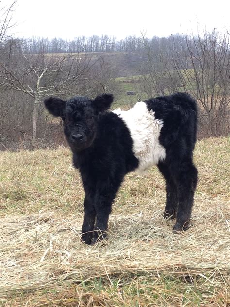 Belted Galloway calf | Fluffy animals, Cow pictures, Cute baby cow