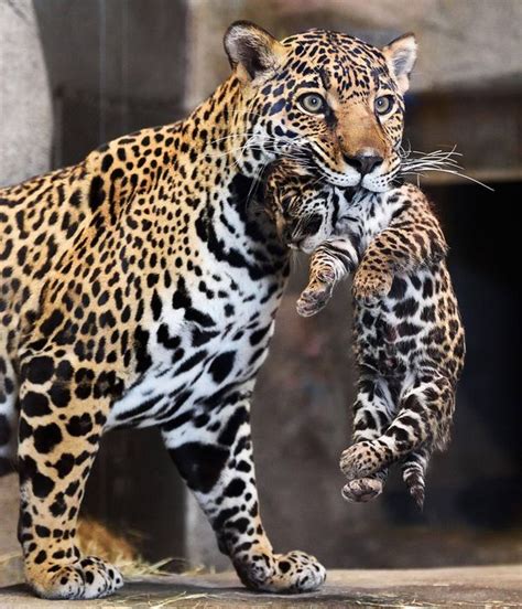 Jaguar Cub Is a Handful…and Mouthful - ZooBorns