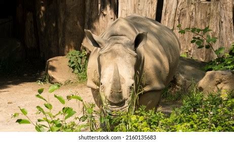 1,037 Funny rhino Stock Photos, Images & Photography | Shutterstock