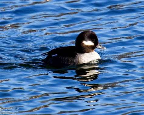 Bufflehead Duck | Wildlife, Animals, Duck