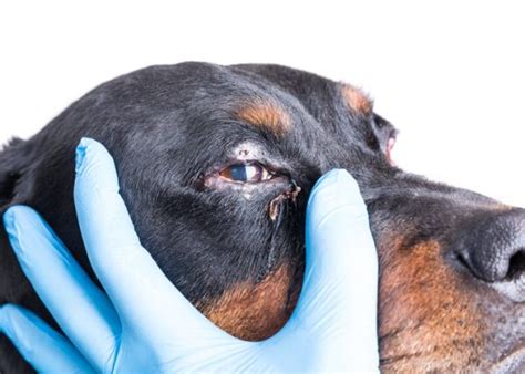 Eye Boogers a.k.a. Dog Eye Discharge: Causes & Treatments