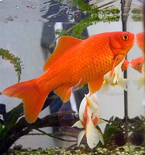 Goldfish: Interesting and Surprising Facts About a Popular Pet in 2022 | Common goldfish, Fish ...