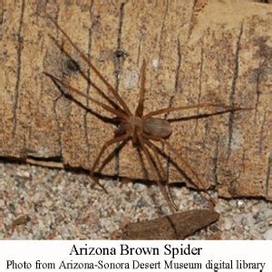 Gibson: Learn about the venomous spiders in Arizona | Home And Hearth | pinalcentral.com