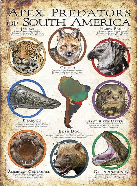 Apex Predators of South America Poster Print