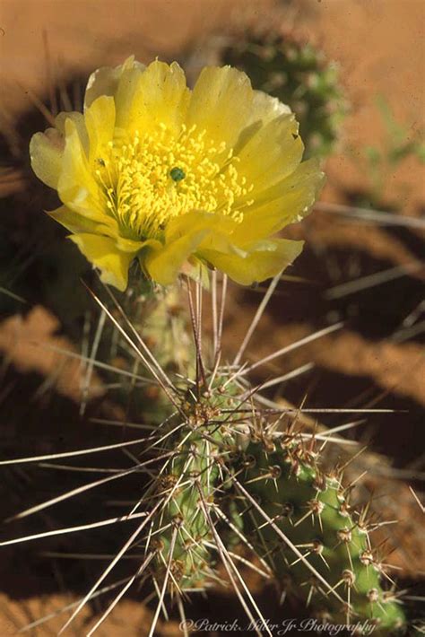 Cactus Wildflower Utah Desert - Patrick Miller Jr. Photography