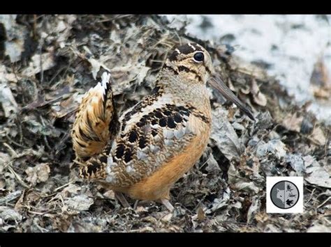 American Woodcock courtship displays - YouTube