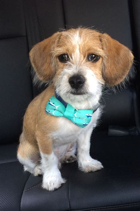 Atticus the Bea-Tzu in a bow tie. Bea Tzus are a mix of Beagle and Shih Tzu. Unique Dog Breeds ...