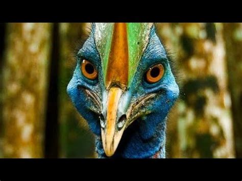 Cassowary sound, crie de casoar, صوت الشبنم - YouTube