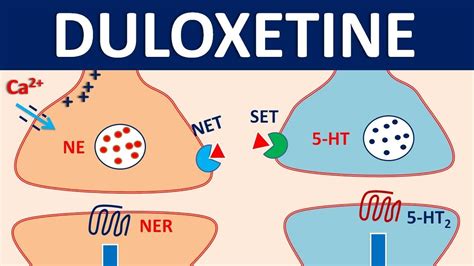 Duloxetine (cymbalta) - Mechanism, precautions, interactions & uses ...