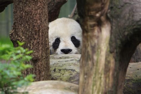 Panda Bear - San Diego Zoo | Panda Bear - San Diego Zoo | Flickr