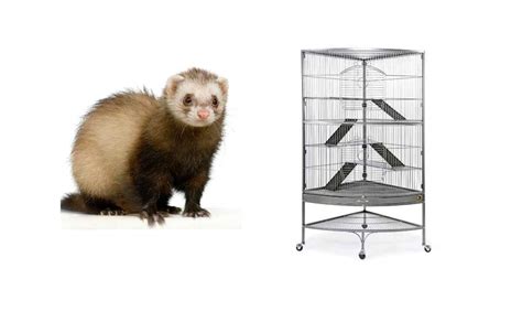 How to Build a Ferret Cage? Easy Ways to Follow | Ferret Adviser