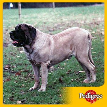 World's Largest Dog - Zorba the English Mastiff