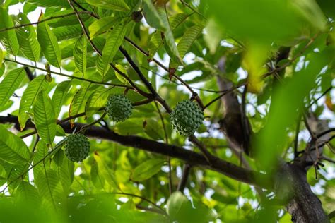 15 Health Benefits of Soursop Leaves - HEALTH LUXURY