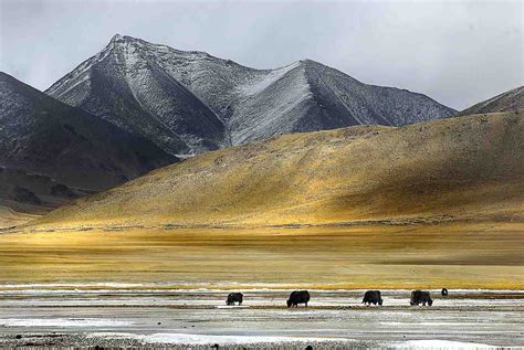 Ladakh Winter Photography Tour – Frozen Magic - Travelshooters