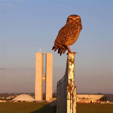 Pin by Lynn Page on Brasília Brasil | Bald eagle, Brasilia, Animals