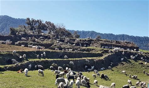 An unforgettable trekking experience on the beautiful Nag Tibba trail - The Sunday Guardian Live