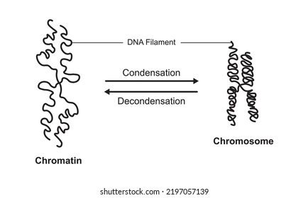 37 Chromatin Condensation Images, Stock Photos & Vectors | Shutterstock