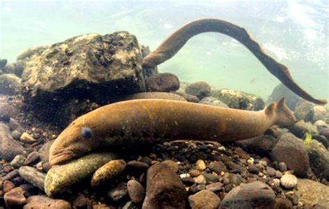 Lamprey Eel – "OCEAN TREASURES" Memorial Library