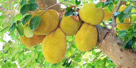 What Is Jackfruit?