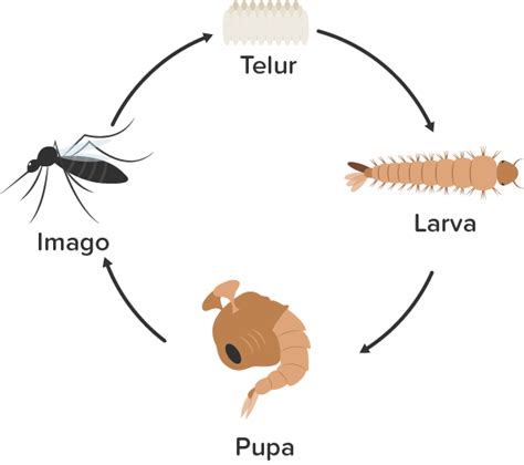 Detail Gambar Siklus Hidup Nyamuk Koleksi Nomer 45