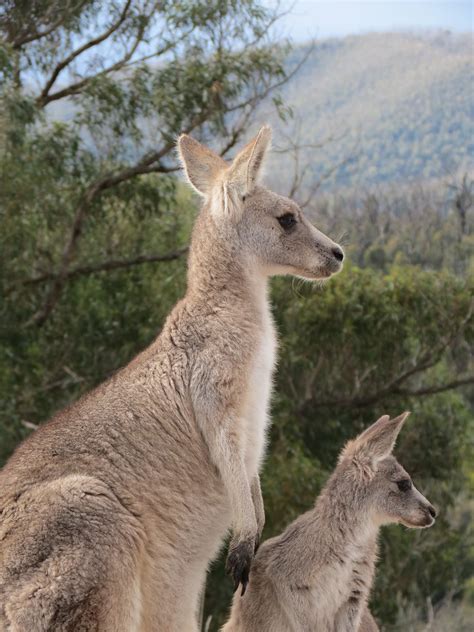 Kangaroos | Kangaroo Joey Kangaroo Joeys at Wildhaven Wildli… | Flickr